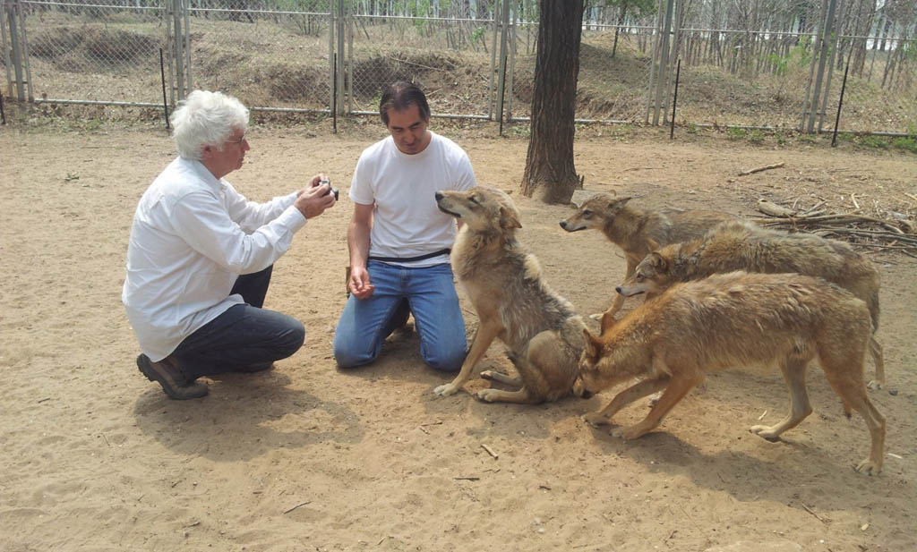 Director Jean-Jacques Annaud, left, and animal trainer Andrew Simpson with some of the trained wolves from the Chinese film Wolf Totem.