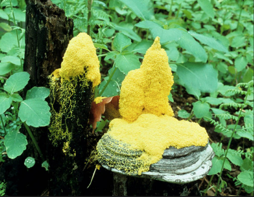 Transforming plasmodium., looking pretty and colourful. Credit: Steven L. Stephenson